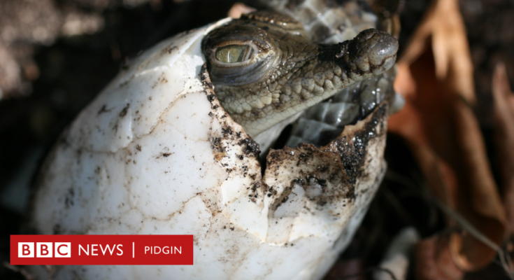 Partenogénesis: cómo el cocodrilo de 18 años se entregó a sí misma bella