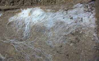Los hongos podrían ser la respuesta al calentamiento global, ya que almacenan un tercio de todas las emisiones de carbono