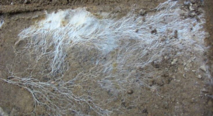Los hongos podrían ser la respuesta al calentamiento global, ya que almacenan un tercio de todas las emisiones de carbono