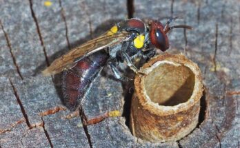 Un estudio encuentra las mejores plantas y hoteles de abejas para aumentar el número de abejas urbanas