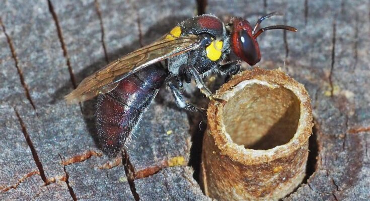 Un estudio encuentra las mejores plantas y hoteles de abejas para aumentar el número de abejas urbanas