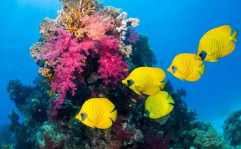 A medida que bajan los niveles de oxígeno en los océanos, los peces se enfrentan a un futuro incierto