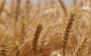 Avance en biología que está transformando vidas, medios de subsistencia y sistemas alimentarios mundiales – POLITICO