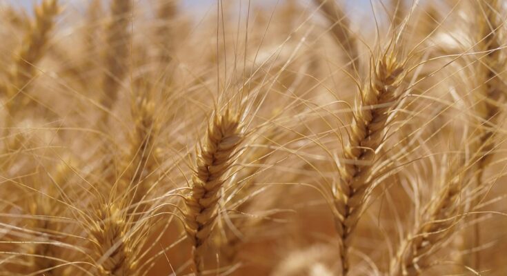 Avance en biología que está transformando vidas, medios de subsistencia y sistemas alimentarios mundiales – POLITICO