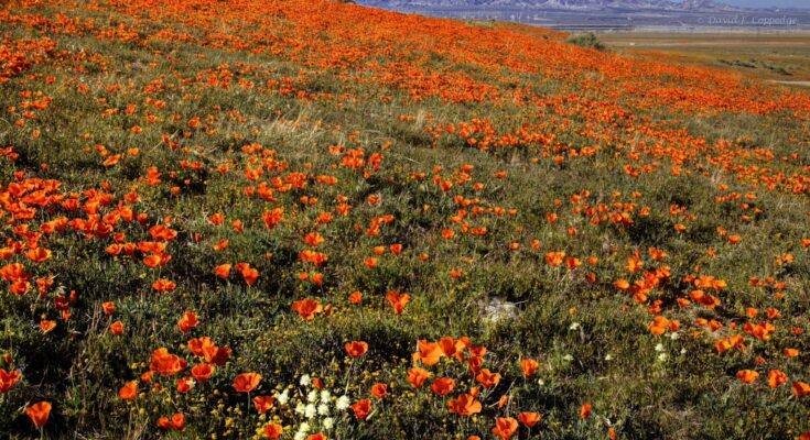 Biotemporizador epigenético revelado en flores