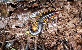 Diversidad genética depende de especies con mayor tamaño corporal, cuidado de la madre: científicos del CCMB