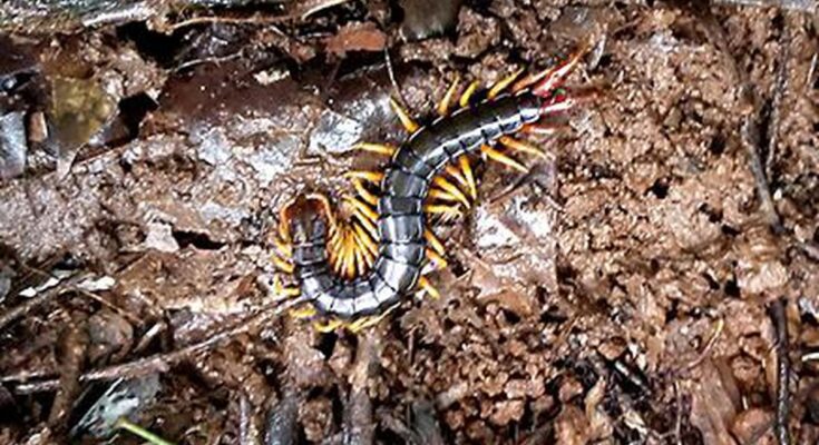 Diversidad genética depende de especies con mayor tamaño corporal, cuidado de la madre: científicos del CCMB
