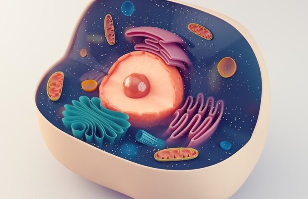 El innovador sistema 'pueblo en un plato' puede acelerar la investigación con células madre