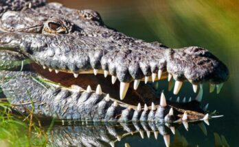 El "nacimiento virginal" visto en un cocodrilo sugiere que los dinosaurios también podrían ir solos