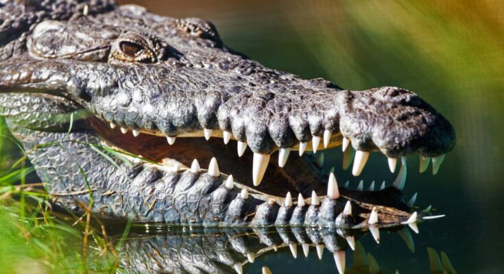 El "nacimiento virginal" visto en un cocodrilo sugiere que los dinosaurios también podrían ir solos