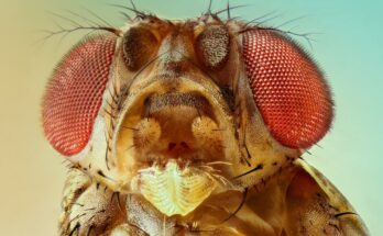 Hablando por la molesta mosca de la fruta