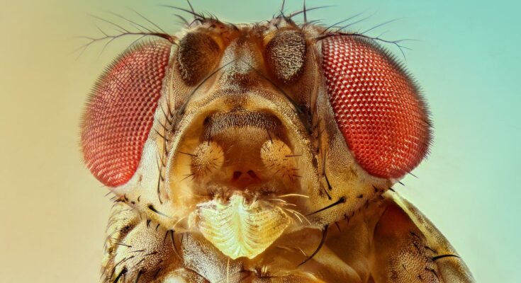 Hablando por la molesta mosca de la fruta