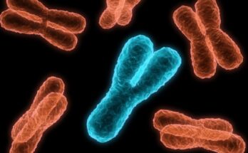 La investigación sobre la primera referencia del pangenoma humano ayuda a comprender mejor la biología cromosómica