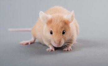 Mice lived longer lives when given the supplement taurine.