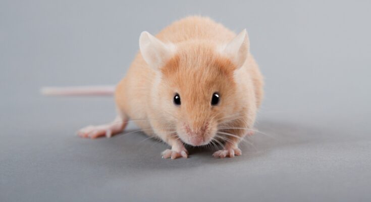 Mice lived longer lives when given the supplement taurine.