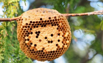 Las abejas tienen habilidades sorprendentes para mantener la estructura de su nido • Earth.com
