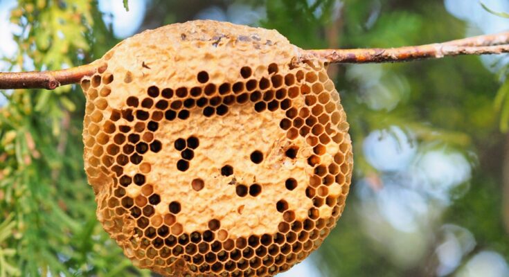 Las abejas tienen habilidades sorprendentes para mantener la estructura de su nido • Earth.com