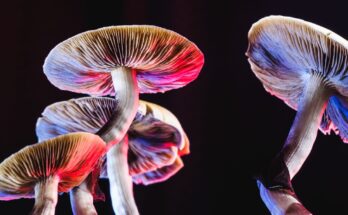mexican magic mushrooms lit in pink and blue lights with a black background