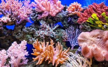 Virus de ARN antiguos encontrados en el ADN de los simbiontes de coral