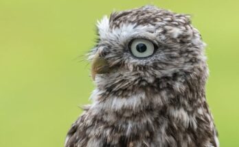 ¿Cómo rastrear la pérdida de biodiversidad?  Revise los filtros de aire, dicen los científicos