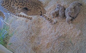 Cinco cachorros de leopardo nacen en Front Royal Campus, Zoológico Nacional Smithsonian y Instituto de Biología de la Conservación