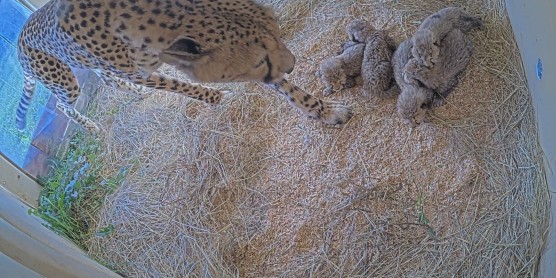 Cinco cachorros de leopardo nacen en Front Royal Campus, Zoológico Nacional Smithsonian y Instituto de Biología de la Conservación