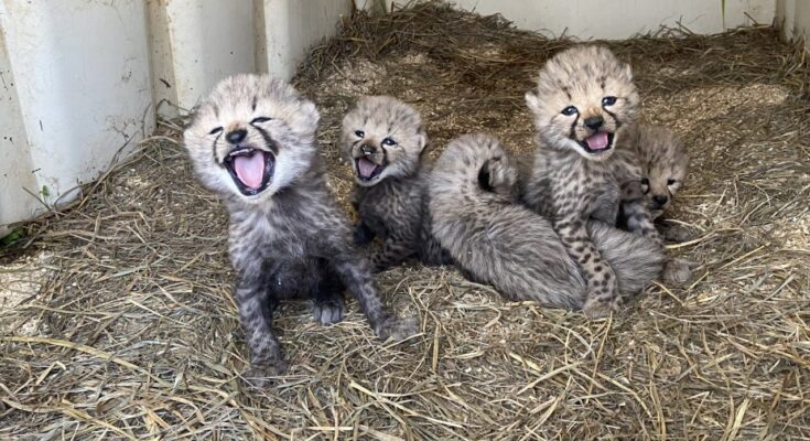 El Smithsonian da la bienvenida a cinco nuevos cachorros de guepardo nacidos en el Instituto de Biología de la Conservación de Virginia