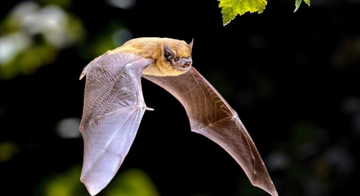 La biología única de los murciélagos puede contener secretos de la resistencia al cáncer • Earth.com