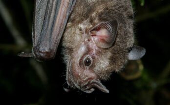 Jamaican fruit bat