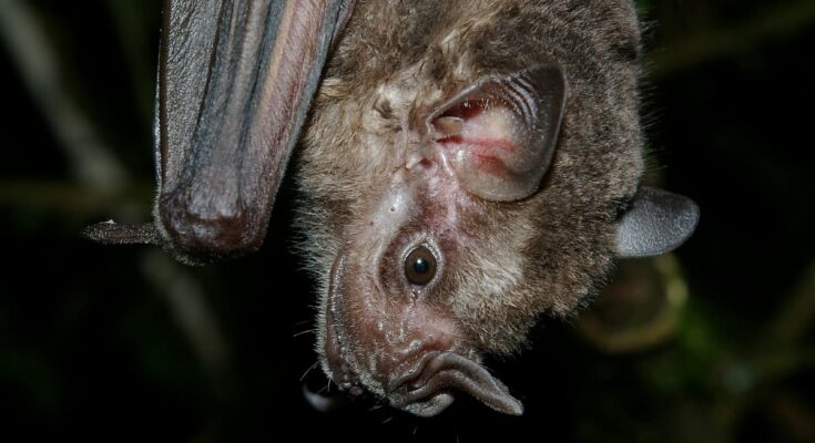 Jamaican fruit bat