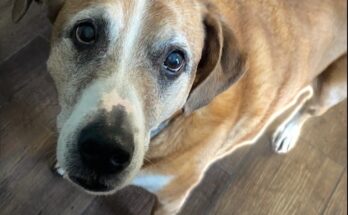 Una prueba de ADN reveló que mi perro era un 'supermutt'