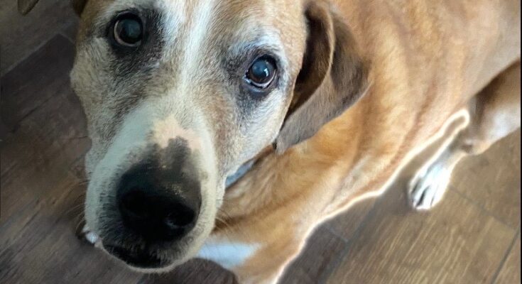 Una prueba de ADN reveló que mi perro era un 'supermutt'