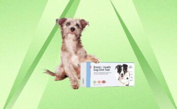 A dog and a Basepaws Breed + Health DNA test kit against a green background.