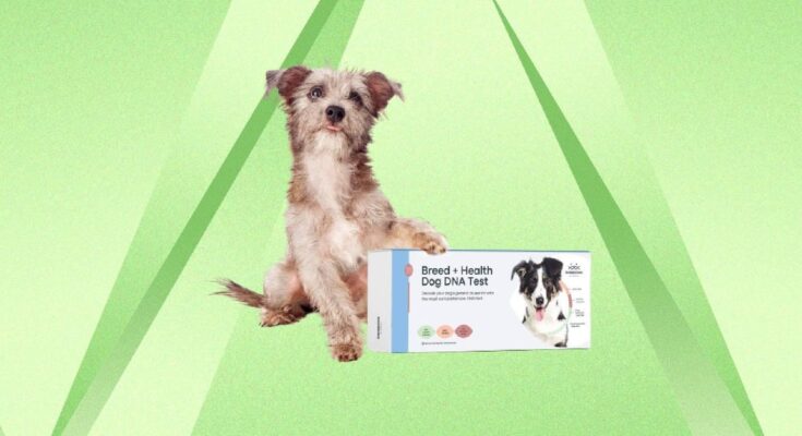 A dog and a Basepaws Breed + Health DNA test kit against a green background.