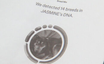 I-Team: ¿Qué tan precisas son las pruebas de ADN para mascotas? Enviamos un hisopo de un humano a un laboratorio