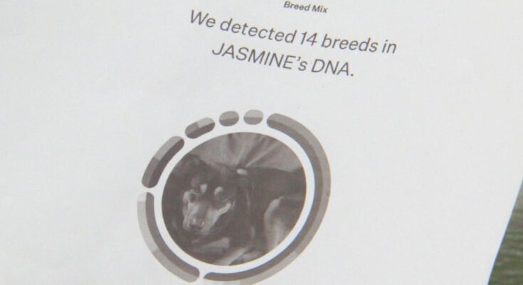 I-Team: ¿Qué tan precisas son las pruebas de ADN para mascotas? Enviamos un hisopo de un humano a un laboratorio