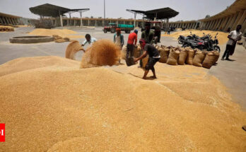 Producción de trigo en la India: cómo 100 kg de semillas de México convirtieron a la India en una canasta de trigo | Noticias de la India