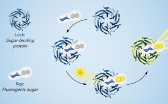 La 'materia oscura' de la biología celular arroja nueva luz sobre los azúcares