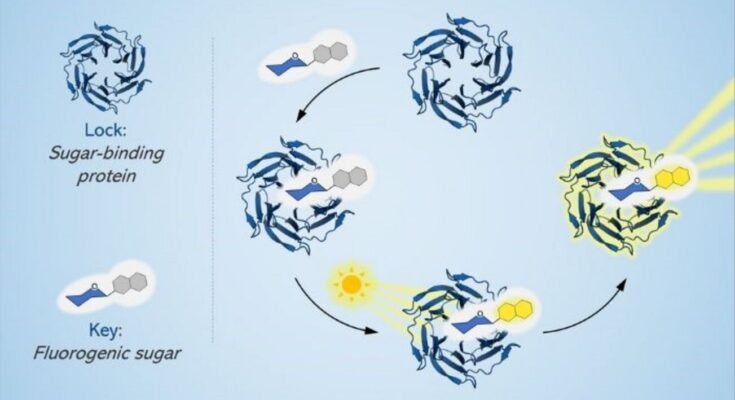 La 'materia oscura' de la biología celular arroja nueva luz sobre los azúcares