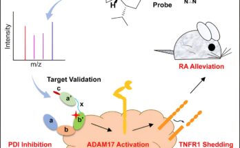 Vinigrol se dirige a la proteína disulfuro isomerasa para inhibir la respuesta inflamatoria, según muestra un estudio