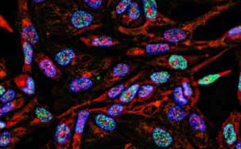 Las sondas fluorescentes activadas por enzimas podrían revolucionar la atención sanitaria