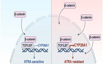 Una proteína de membrana similar a CAR determina la respuesta del ácido transretinoico en el cáncer colorrectal.