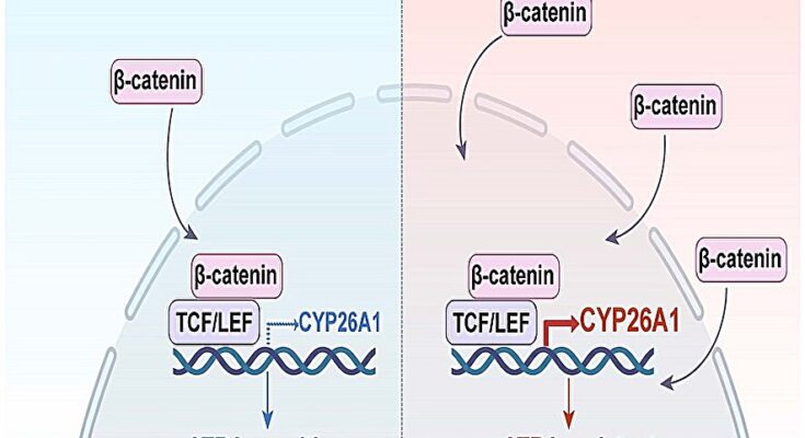 Una proteína de membrana similar a CAR determina la respuesta del ácido transretinoico en el cáncer colorrectal.