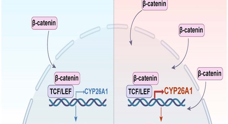 Investigación: la proteína similar a CAR dirige la respuesta del ácido retinoico en el cáncer colorrectal