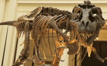 Lo que pensábamos que sabíamos sobre el T-rex estaba equivocado, afirman investigadores en un nuevo estudio