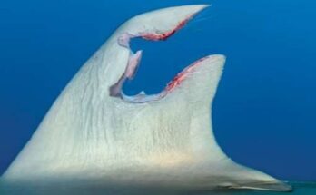 La aleta rota de un tiburón se regenera por primera vez un año después: ScienceAlert