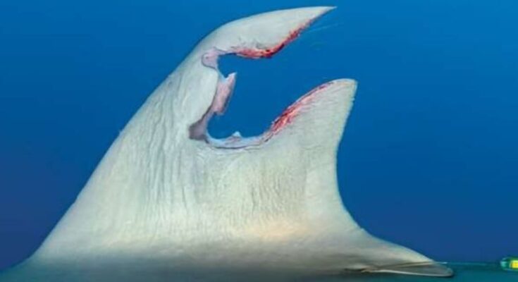 La aleta rota de un tiburón se regenera por primera vez un año después: ScienceAlert