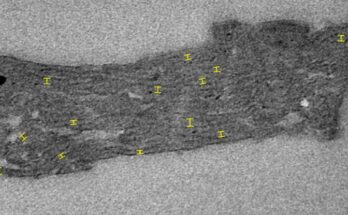 Los científicos descubren un misterio de 1.750 millones de años sobre el origen de la vida: alerta científica