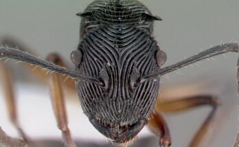 Los científicos tomaron 11.000 fotografías de rostros de hormigas para descubrir los secretos de la supervivencia