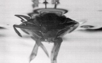 Un insecto que nada rápidamente inspira diseños de embarcaciones no tripuladas